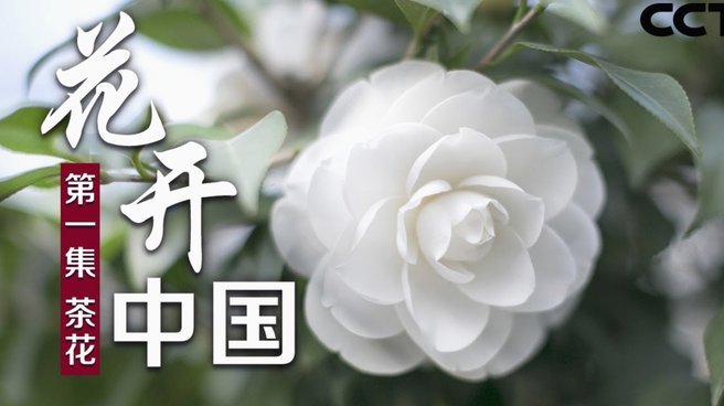 套花呗分期怎么回事