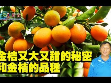 桔多多购物额度套现，真的秒回？