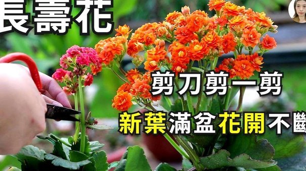 拿去花查询指南