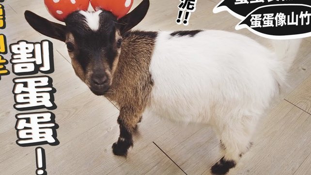 羊小咩便荔卡包额度怎么取出来