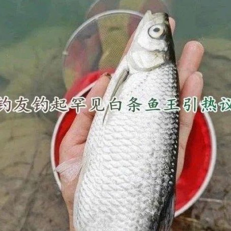 白条