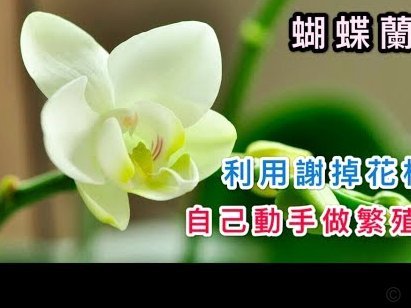 花呗转现平台 现金收费吗安全吗