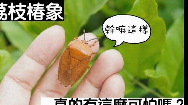 便荔卡包取现额度提现中能到账吗