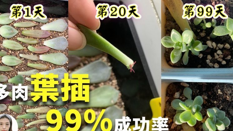 得物佳物分期额度怎么