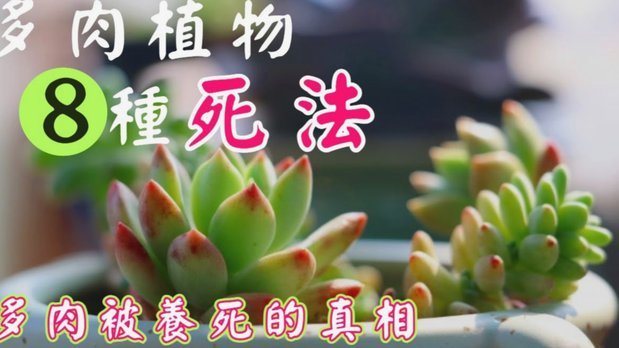 得物佳物分期额度怎么