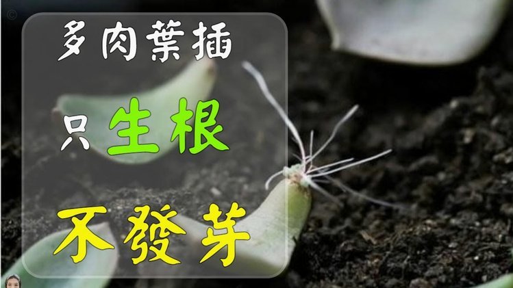 得物佳物分期额度怎么