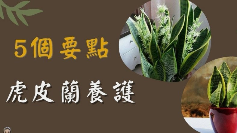 花呗平台解析与注意事项