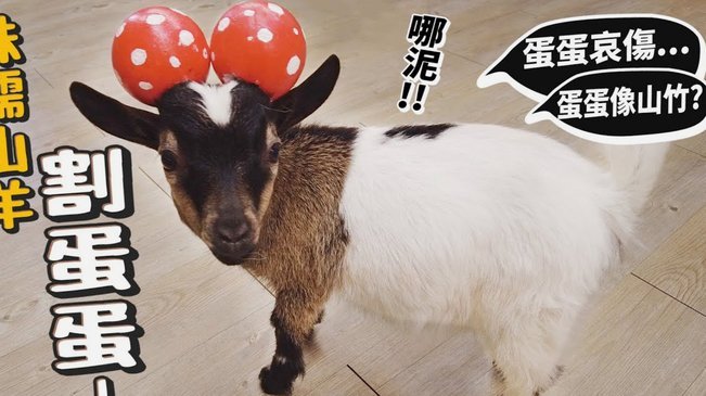 羊小咩是什么平台旗下的