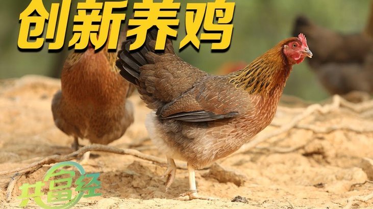 得物额度管理与取现查看技巧