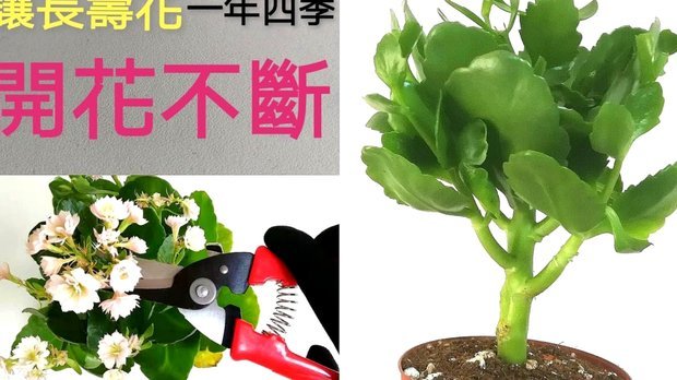 拿去花怎么套出来知乎
