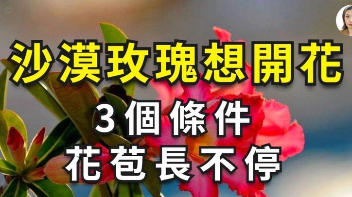 套花呗的运作方式与潜在风险