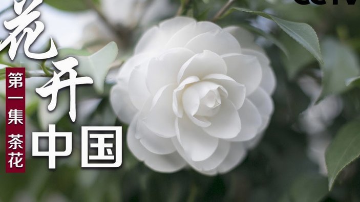 花呗突然异常？深度解析额度波动背后的风控逻辑